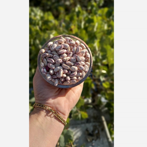 لوبیا چیتی محلی