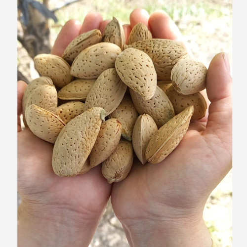 بادام درختی شیرین (یک کیلوی)