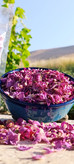 گل محمدی درجه ۱