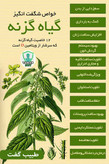 گزنه خشک امسالی و درجه یک بسته ۱۰۰ گرمی