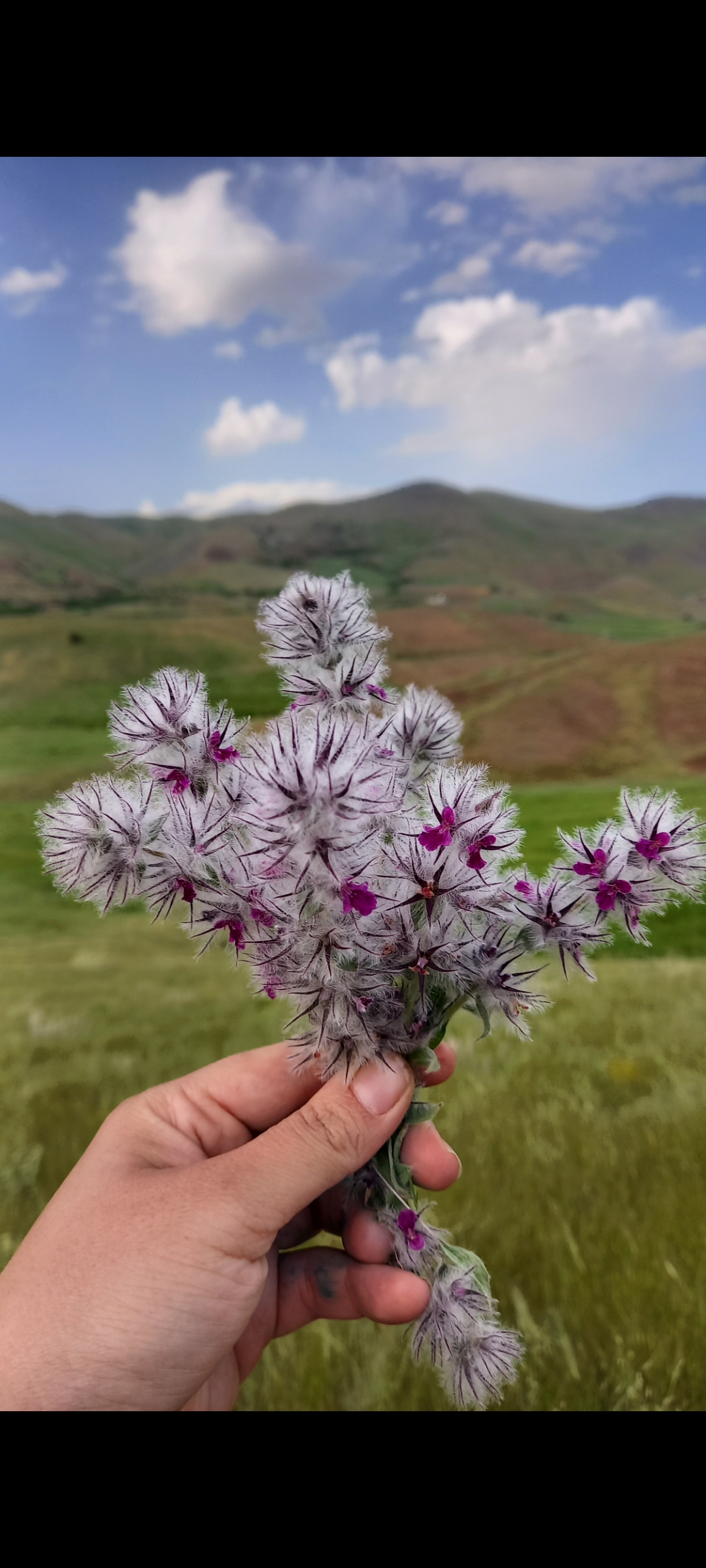 چای کوهی تمیز و امسالی ۵۰ گرمی