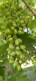 غوره شور غوره عسگری یک کیلو