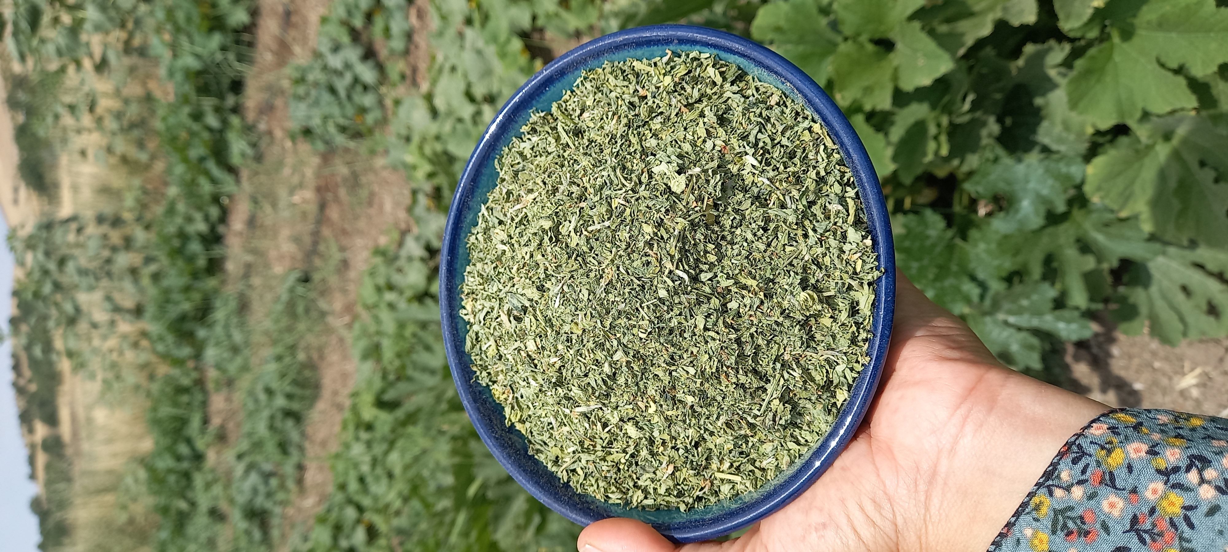 شنبلیله خشک ۱۰۰ گرمی