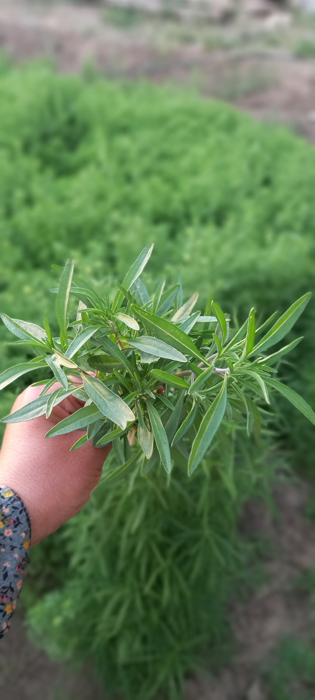 مرزه خشک شده بسته ۱۰۰ گرمی