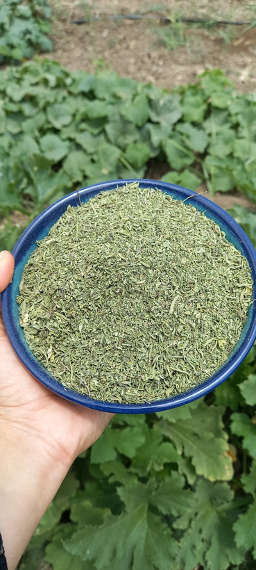 مرزه خشک شده بسته ۱۰۰ گرمی
