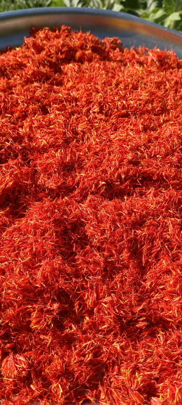 گلرنگ (قاقلی) بسته ۱۰ گرم